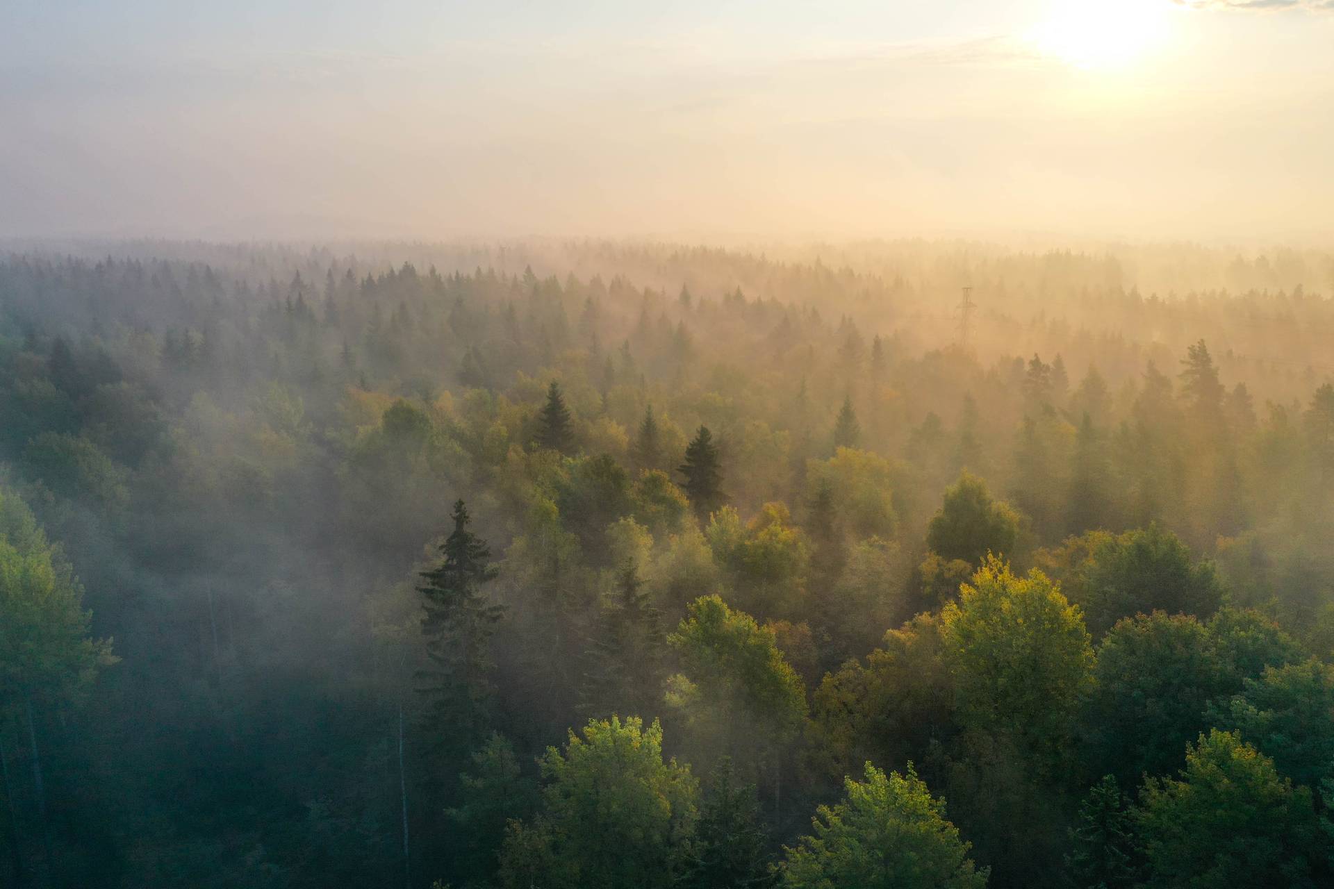 misty forest-large