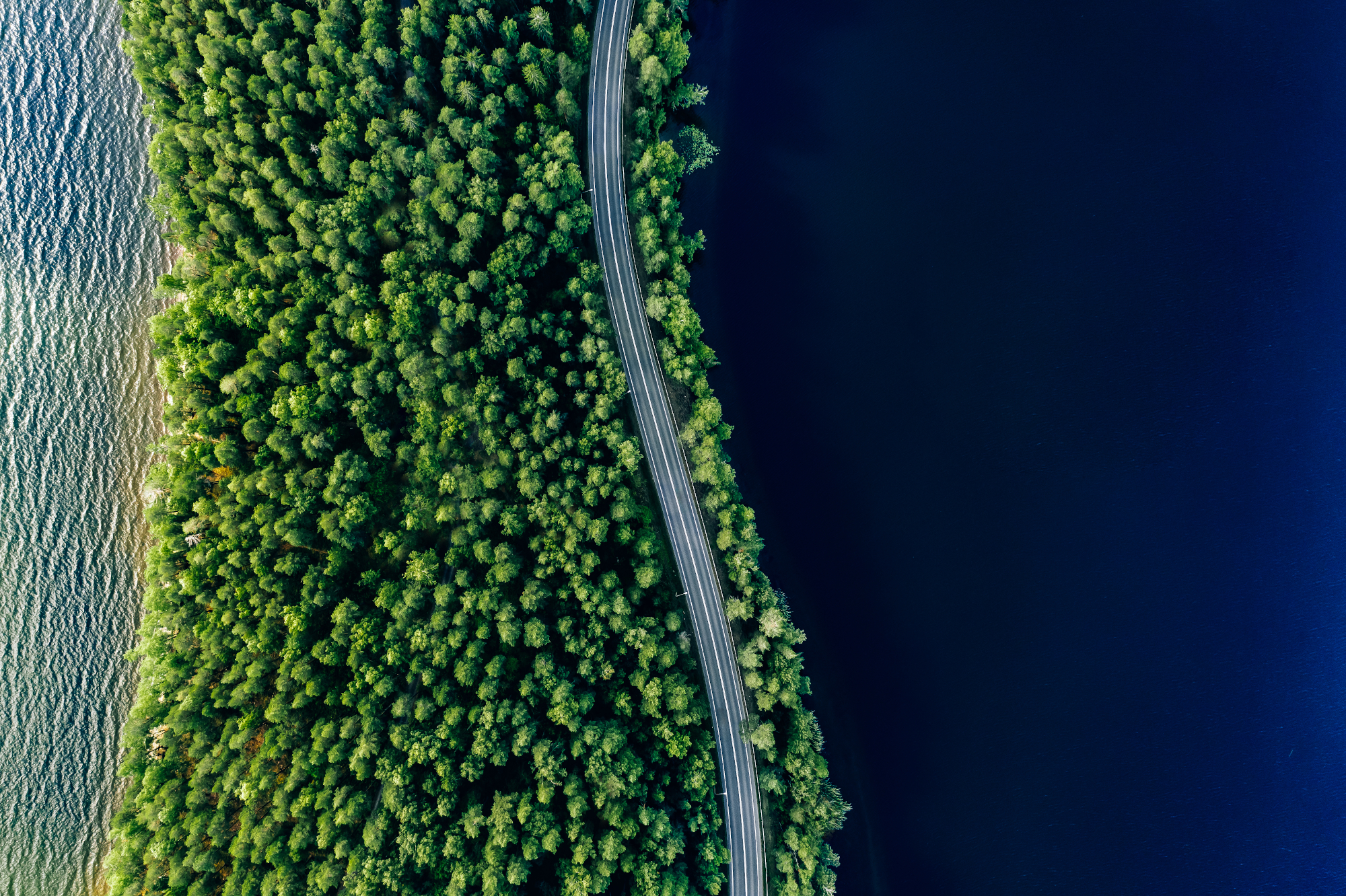 road forest water