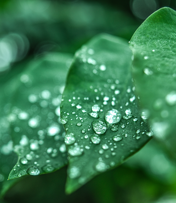 green leaves